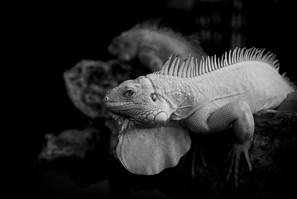 口上を何と言うおせちの渡し方が最適ですか？